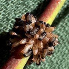 Paropsis atomaria (Eucalyptus leaf beetle) at Pialligo, ACT - 12 Nov 2025 by Hejor1