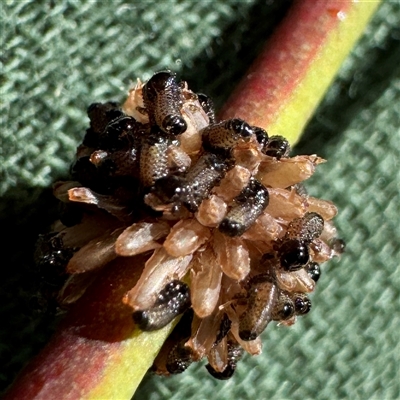 Paropsis atomaria (Eucalyptus leaf beetle) at Pialligo, ACT - 12 Nov 2025 by Hejor1