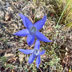 Wahlenbergia capillaris (Tufted Bluebell) at Pialligo, ACT - 12 Nov 2025 by Hejor1