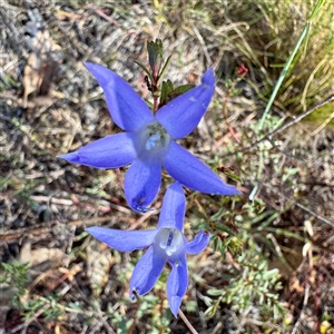 Wahlenbergia capillaris (Tufted Bluebell) at Pialligo, ACT - 12 Nov 2025 by Hejor1