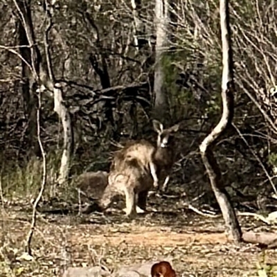 Macropus giganteus (Eastern Grey Kangaroo) at Pialligo, ACT - 12 Nov 2025 by Hejor1