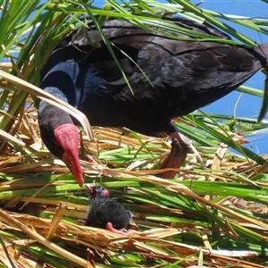 Porphyrio melanotus by RodDeb