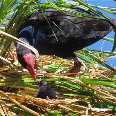 Porphyrio melanotus at  - suppressed by RodDeb