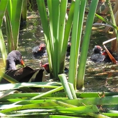 Gallinula tenebrosa by RodDeb