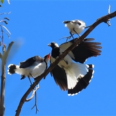 Grallina cyanoleuca (Magpie-lark) at Fyshwick, ACT - 12 Nov 2025 by RodDeb
