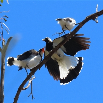 Grallina cyanoleuca (Magpie-lark) at Fyshwick, ACT - 12 Nov 2025 by RodDeb