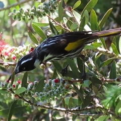 Phylidonyris novaehollandiae (New Holland Honeyeater) at Fyshwick, ACT - 12 Nov 2025 by RodDeb