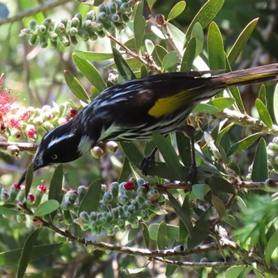 Phylidonyris novaehollandiae (New Holland Honeyeater) at Fyshwick, ACT - 12 Nov 2025 by RodDeb