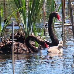 Cygnus atratus (Black Swan) at Fyshwick, ACT - 12 Nov 2025 by RodDeb