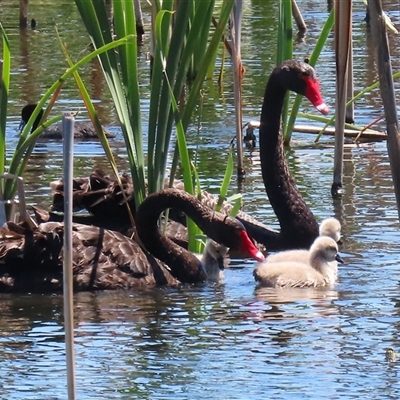 Cygnus atratus (Black Swan) at Fyshwick, ACT - 12 Nov 2025 by RodDeb