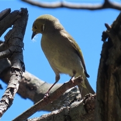 Ptilotula penicillata at Fyshwick, ACT - 12 Nov 2025 by RodDeb