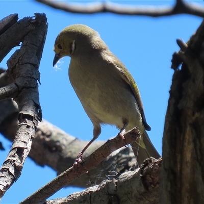 Ptilotula penicillata at Fyshwick, ACT - 12 Nov 2025 by RodDeb