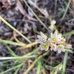 Nothoscordum borbonicum (Onion Weed) at Hackett, ACT - 13 Nov 2025 by waltraud