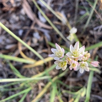 Nothoscordum borbonicum (Onion Weed) at Hackett, ACT - 13 Nov 2025 by waltraud