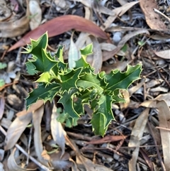 Ilex aquifolium (Holly) at Hackett, ACT - 13 Nov 2025 by waltraud