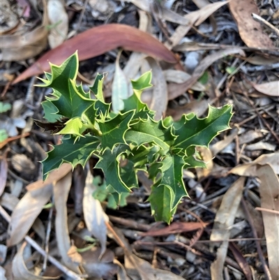 Ilex aquifolium (Holly) at Hackett, ACT - 13 Nov 2025 by waltraud