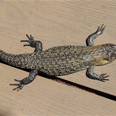 Egernia cunninghami (Cunningham's Skink) at Paddys River, ACT - 12 Nov 2025 by TimL