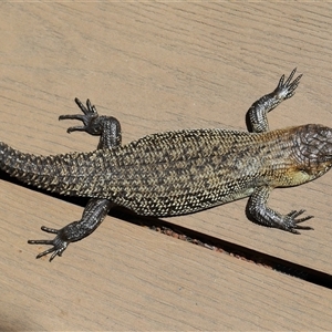 Egernia cunninghami at Paddys River, ACT - 12 Nov 2025 by TimL