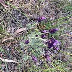 Lavandula stoechas (Spanish Lavender or Topped Lavender) at Hackett, ACT - 13 Nov 2025 by waltraud