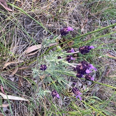 Lavandula stoechas (Spanish Lavender or Topped Lavender) at Hackett, ACT - 13 Nov 2025 by waltraud