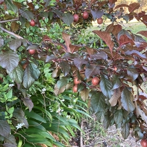Prunus sp. at Hackett, ACT - 12 Nov 2025 by waltraud