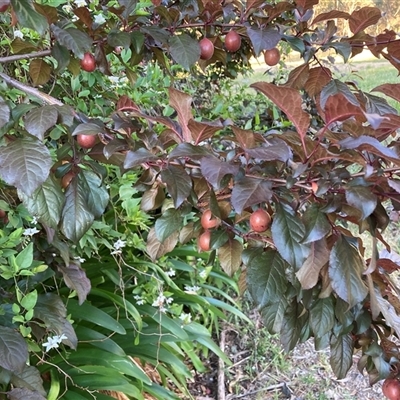 Prunus cerasifera (Cherry Plum) at Hackett, ACT - 12 Nov 2025 by waltraud