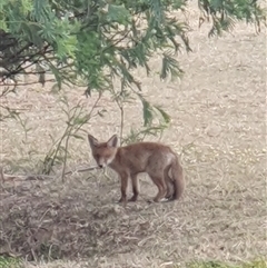 Vulpes vulpes (Red Fox) at Lyons, ACT - 14 Nov 2025 by jmcleod