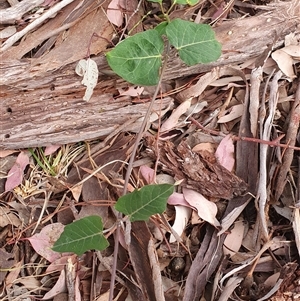 Araujia sericifera at Lyons, ACT - Today by jmcleod