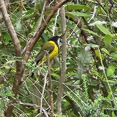 Pachycephala pectoralis at Killabakh, NSW - 14 Nov 2025 by Purschy
