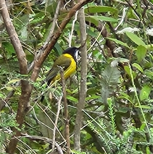 Unverified Small (Robin, Finch, Thornbill etc) at Killabakh, NSW - Today by Purschy