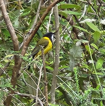Pachycephala pectoralis at Killabakh, NSW - 14 Nov 2025 by Purschy
