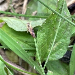 Eleocharis gracilis (Slender Spike-rush) at Tharwa, ACT - 12 Nov 2023 by JaneR
