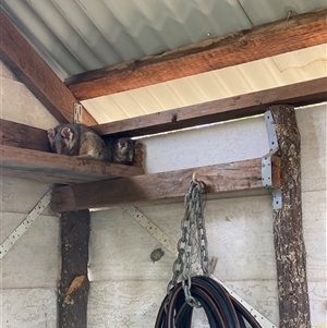 Unverified Possum or Glider at Kingsvale, NSW - Today by BCTbluebucket