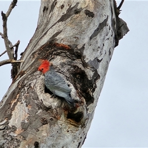 Callocephalon fimbriatum (Gang-gang Cockatoo) at O'Malley, ACT - Today by Mike