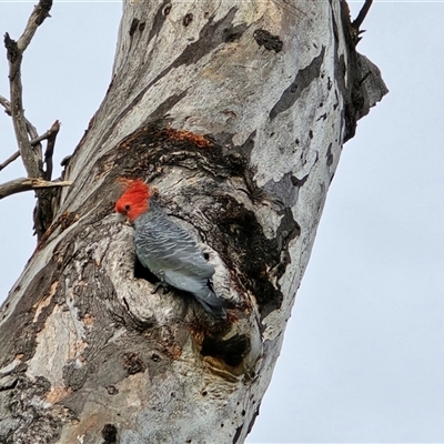 Callocephalon fimbriatum (Gang-gang Cockatoo) at O'Malley, ACT - 14 Nov 2025 by Mike