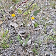 Leptorhynchos squamatus (Scaly Buttons) at O'Malley, ACT - 14 Nov 2025 by Mike