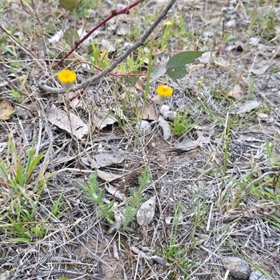 Leptorhynchos squamatus (Scaly Buttons) at O'Malley, ACT - 14 Nov 2025 by Mike