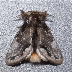 Euproctis marginalis (Margined Browntail Moth) at Googong, NSW - 14 Nov 2025 by DianneClarke