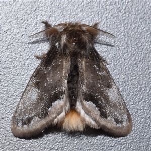 Euproctis marginalis (Margined Browntail Moth) at Googong, NSW - Today by DianneClarke