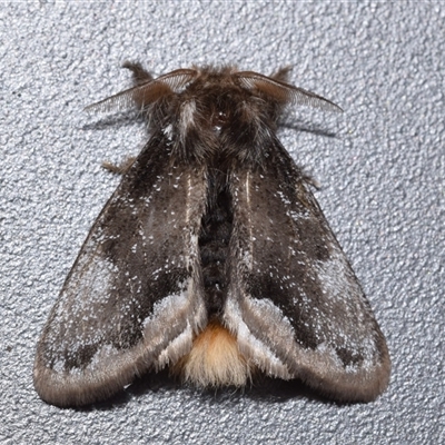 Euproctis marginalis (Margined Browntail Moth) at Googong, NSW - 14 Nov 2025 by DianneClarke