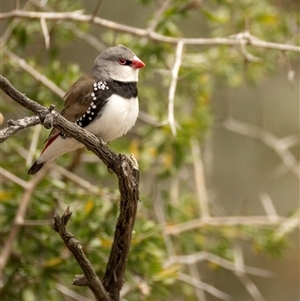 Stagonopleura guttata (Diamond Firetail) by BenHarvey