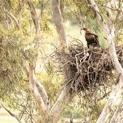 Aquila audax (Wedge-tailed Eagle) at Whitlam, ACT - 9 Nov 2025 by BenHarvey