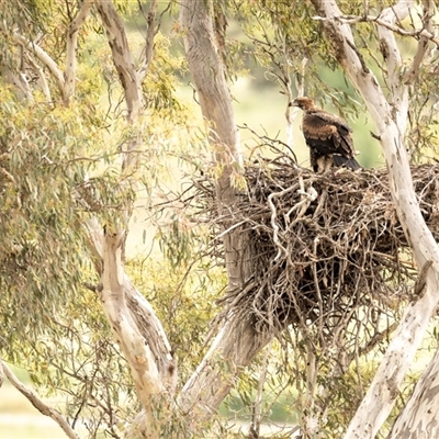 Aquila audax (Wedge-tailed Eagle) at Whitlam, ACT - 9 Nov 2025 by BenHarvey