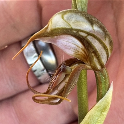 Oligochaetochilus hamatus (Southern Hooked Rustyhood) at  - suppressed by BenHarvey