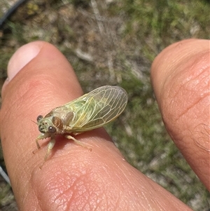 Myopsalta waterhousei (Smoky Buzzer) at Whitlam, ACT - 6 Nov 2025 by BenHarvey