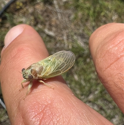 Myopsalta waterhousei (Smoky Buzzer) at Whitlam, ACT - 6 Nov 2025 by BenHarvey