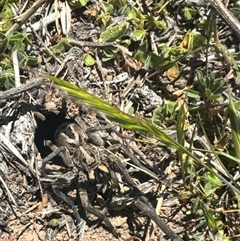 Tasmanicosa sp. (genus) (Tasmanicosa wolf spider) at Whitlam, ACT - 6 Nov 2025 by BenHarvey