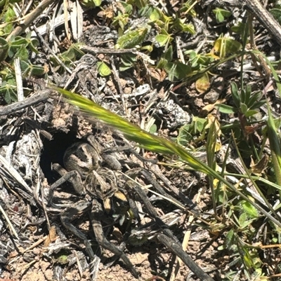 Tasmanicosa sp. (genus) (Tasmanicosa wolf spider) at Whitlam, ACT - 6 Nov 2025 by BenHarvey