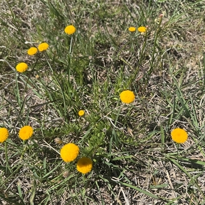 Leptorhynchos squamatus (Scaly Buttons) at Denman Prospect, ACT - 11 Oct 2025 by BenHarvey
