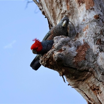 Callocephalon fimbriatum at  - suppressed by LisaH